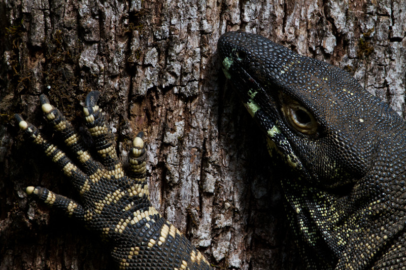 Lace Monitor