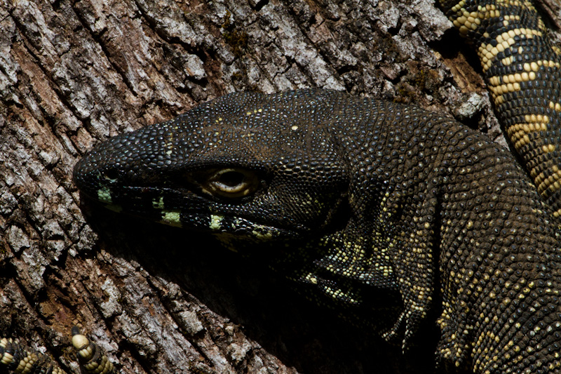 Lace Monitor