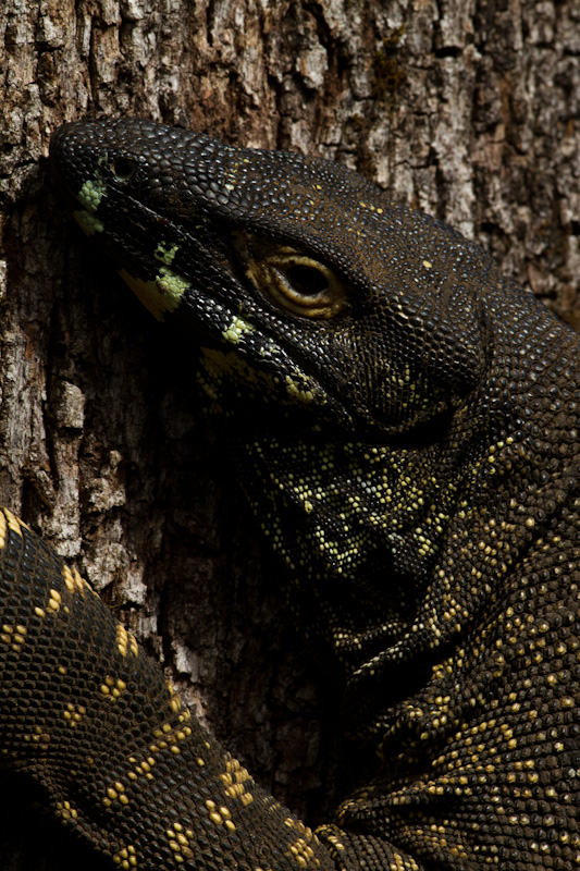 Lace Monitor