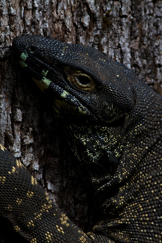 Lace Monitor