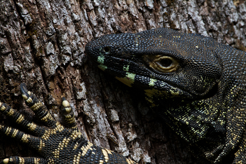 Lace Monitor