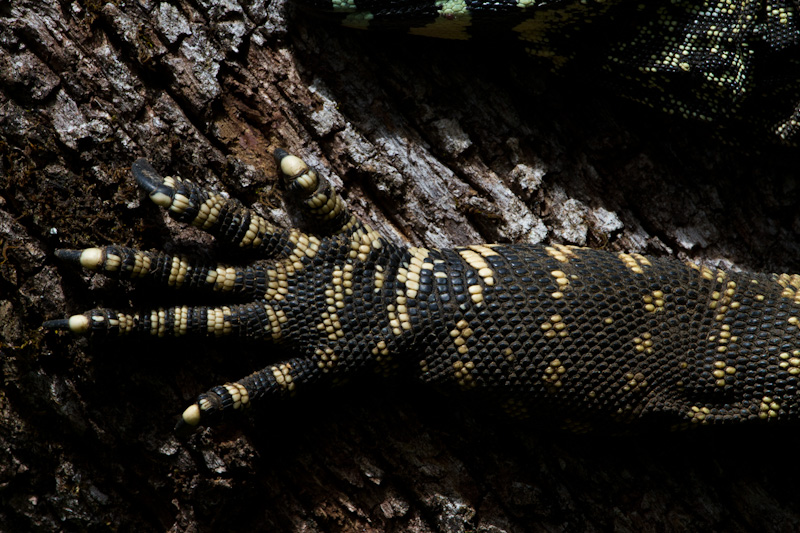 Lace Monitor Leg