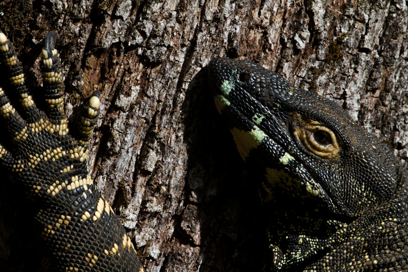 Lace Monitor