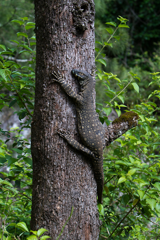 Lace Monitor