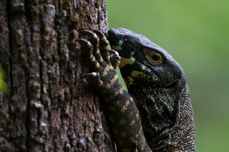 Lace Monitor