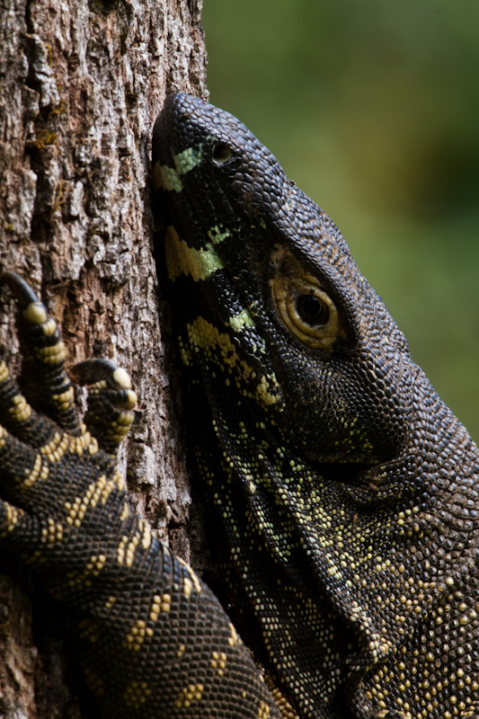 Lace Monitor