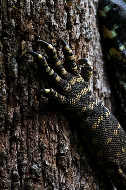 Lace Monitor Leg