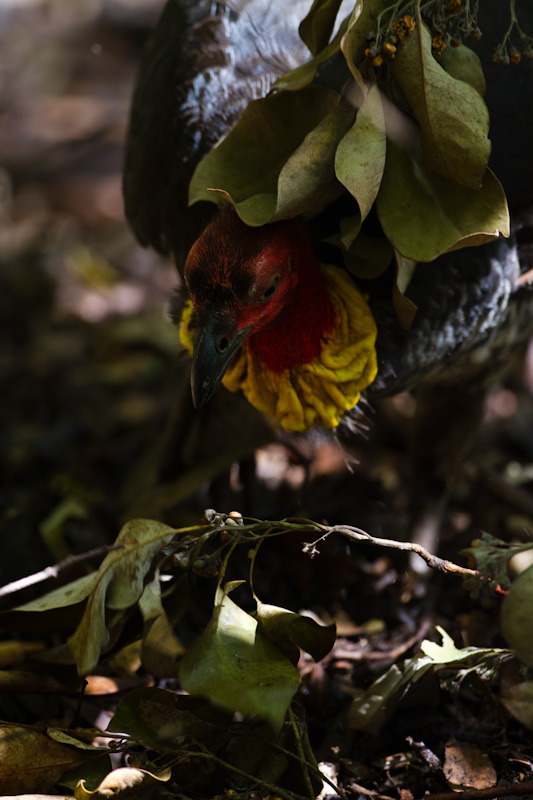 Australian Brush-Turkey