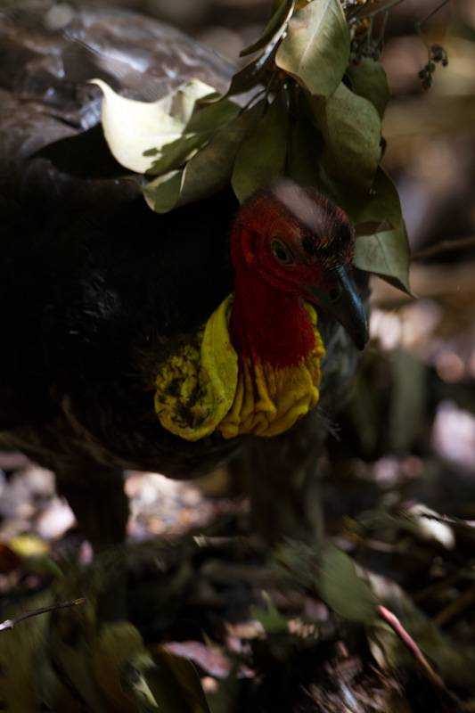 Australian Brush-Turkey