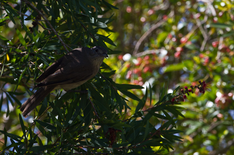 Gray Shrike-Thrush