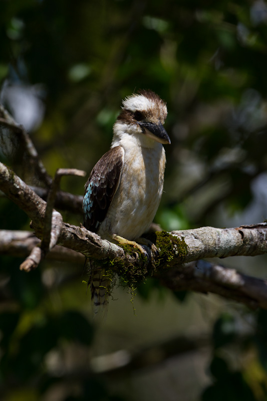 Laughing Kookaburra