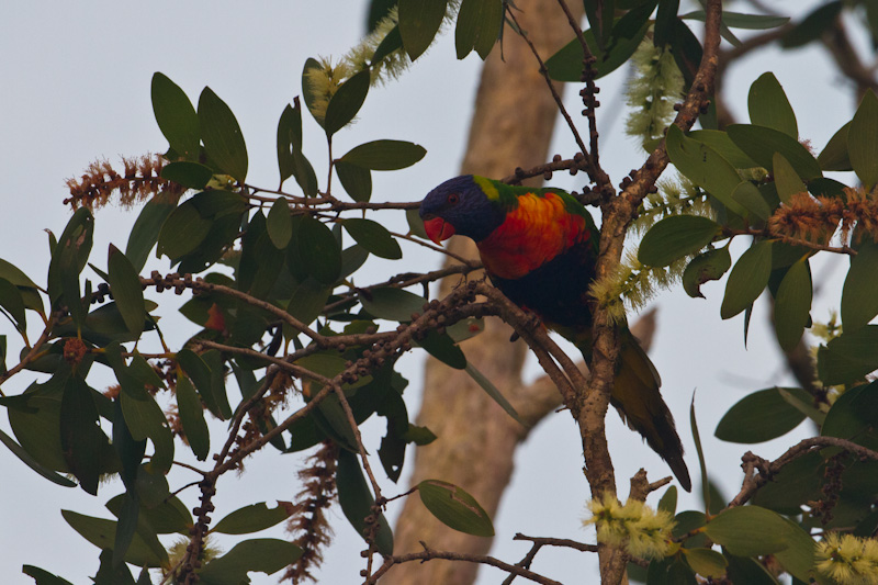 Rainbow Lorikeet