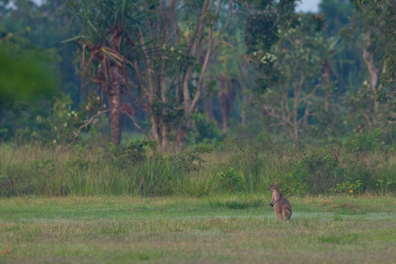 Agile Wallaby