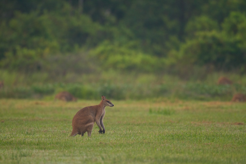 Agile Wallaby