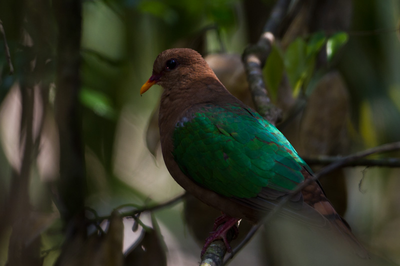 Emerald Dove