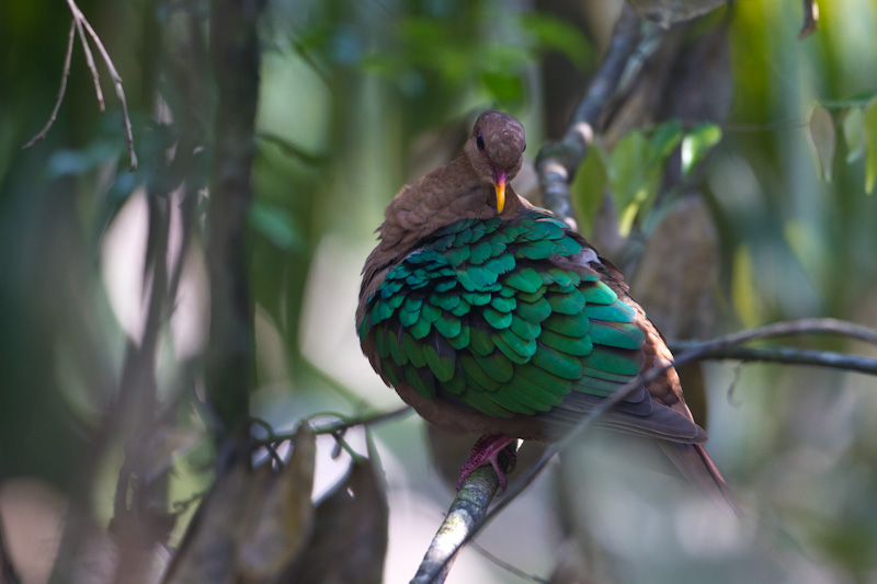 Emerald Dove