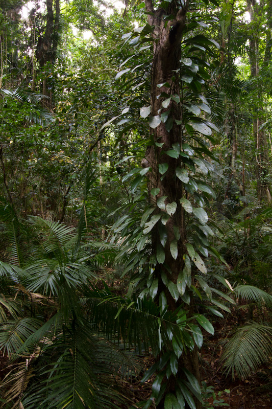 Epiphytes On Tree Trunk