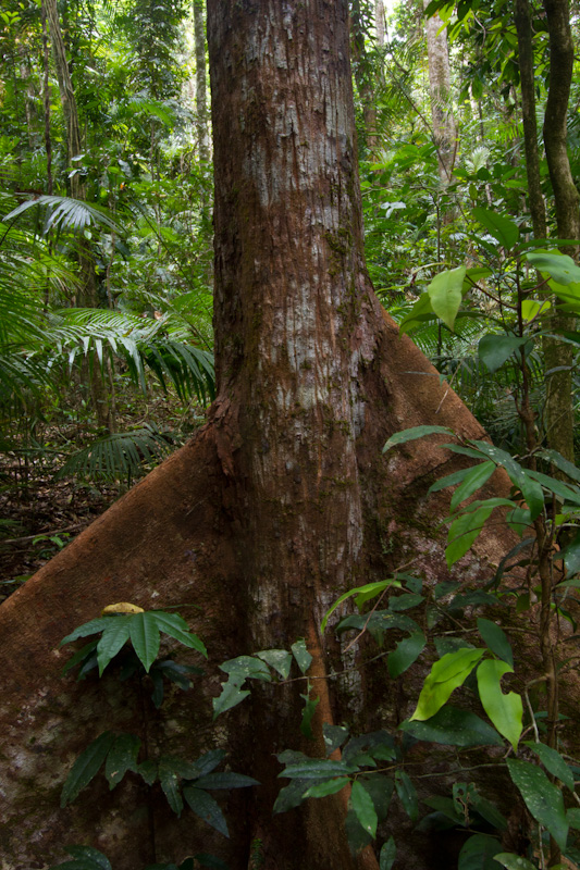 Butressed Tree