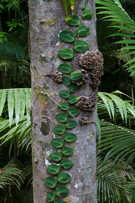 Epiphyte On Tree Trunk