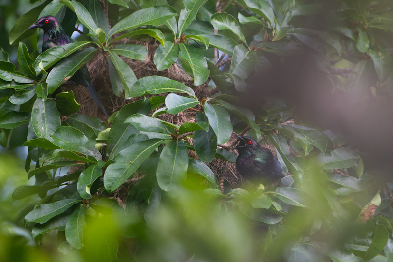 Metallic Starling