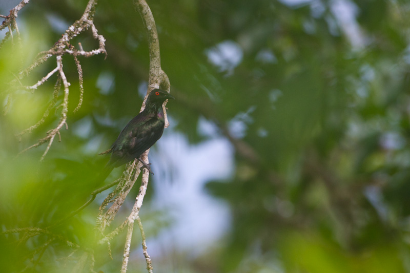 Metallic Starling