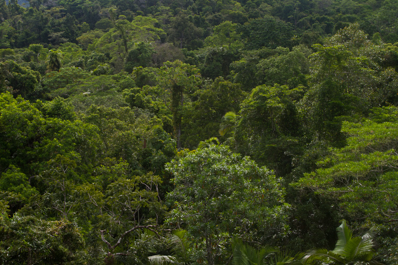 Rainforest Canopy