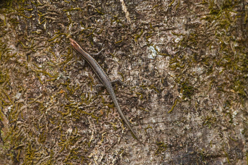 Lizard On Tree Trunk