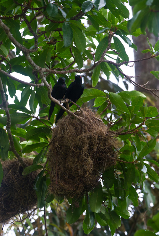 Metallic Starlings And Nest