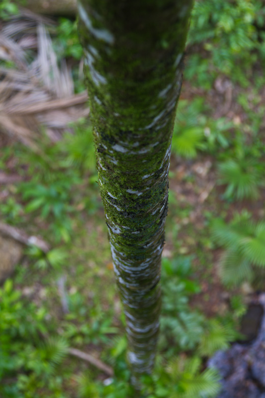 Moss On Tree Trunk