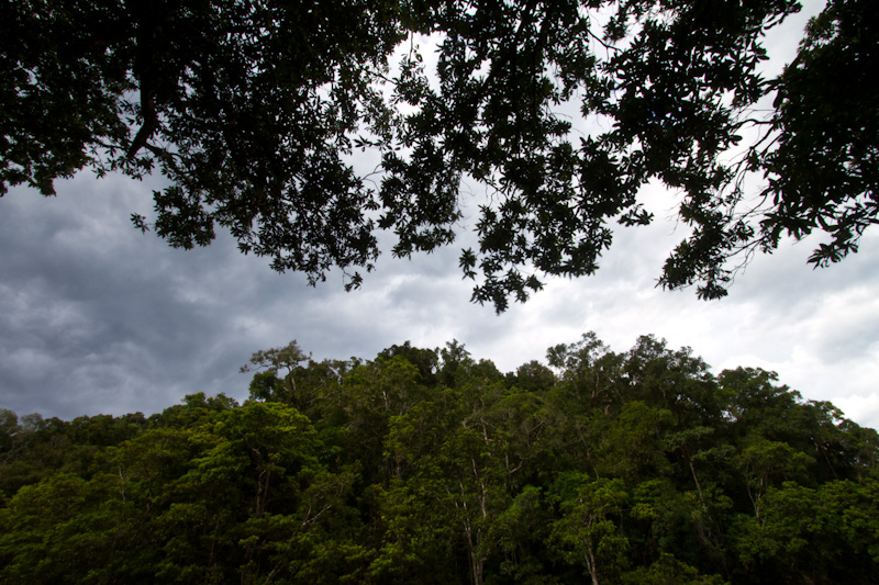 Overhanging Branches