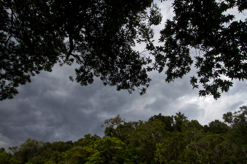 Overhanging Branches