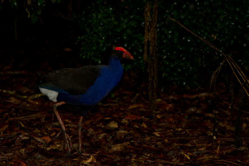 Purple Swamphen