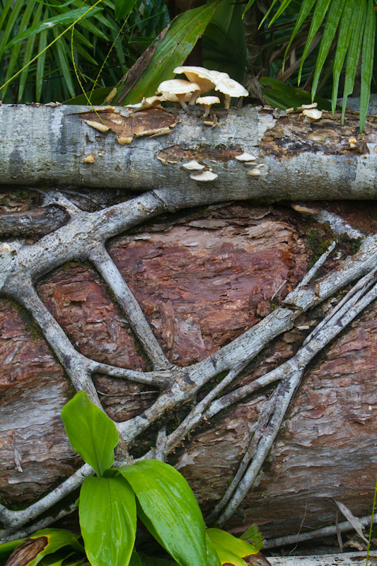 Strangler Fig On Fallen Tree