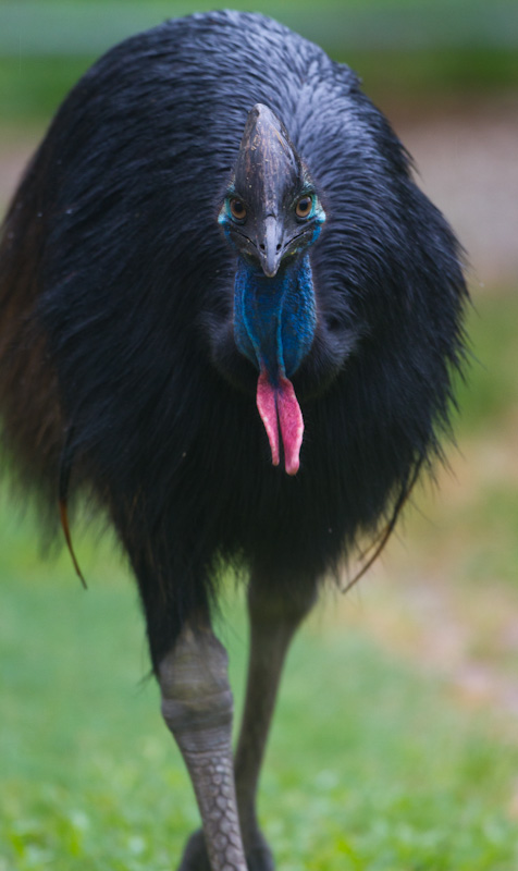 Southern Cassowary