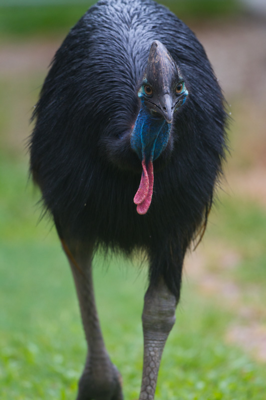 Southern Cassowary