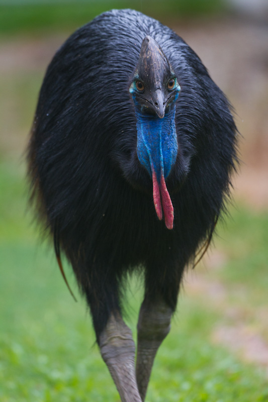 Southern Cassowary