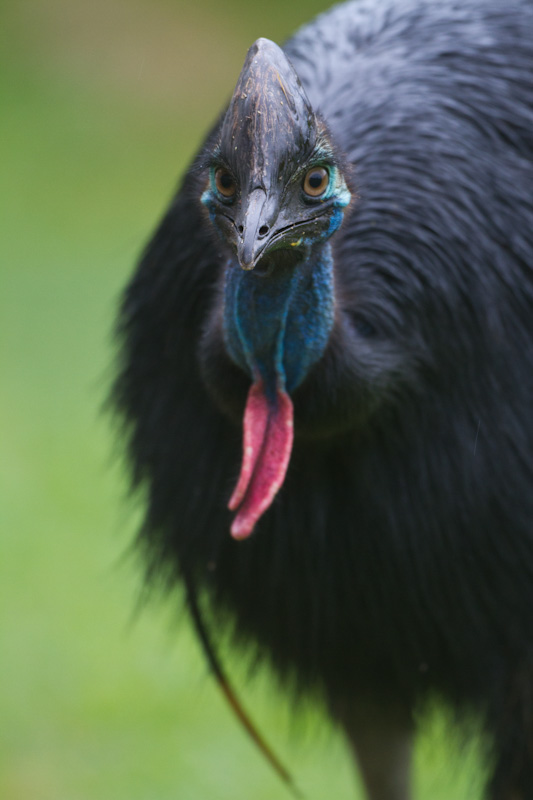 Southern Cassowary