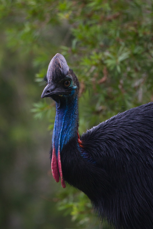 Southern Cassowary