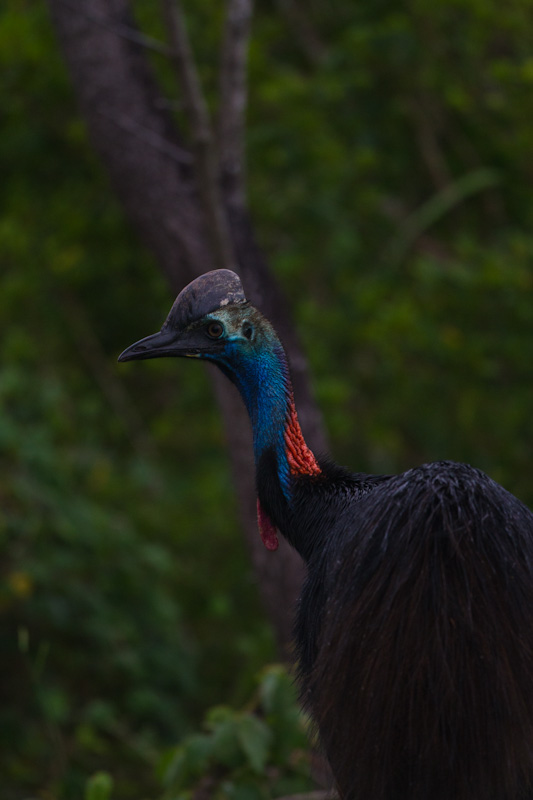 Southern Cassowary