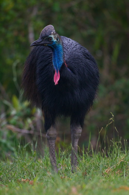 Southern Cassowary