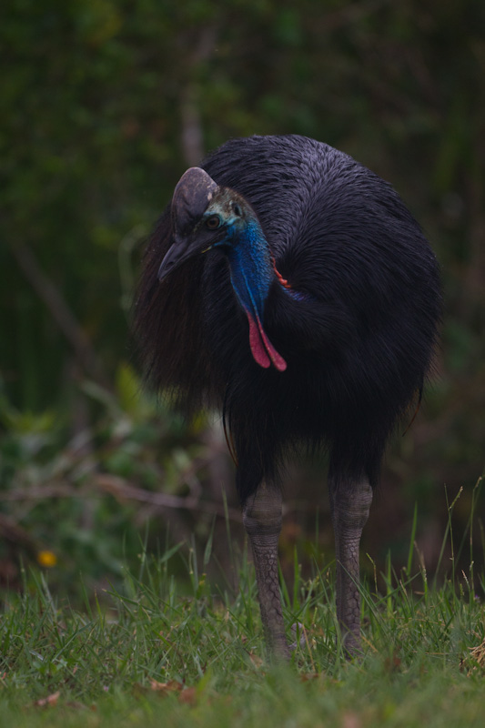 Southern Cassowary