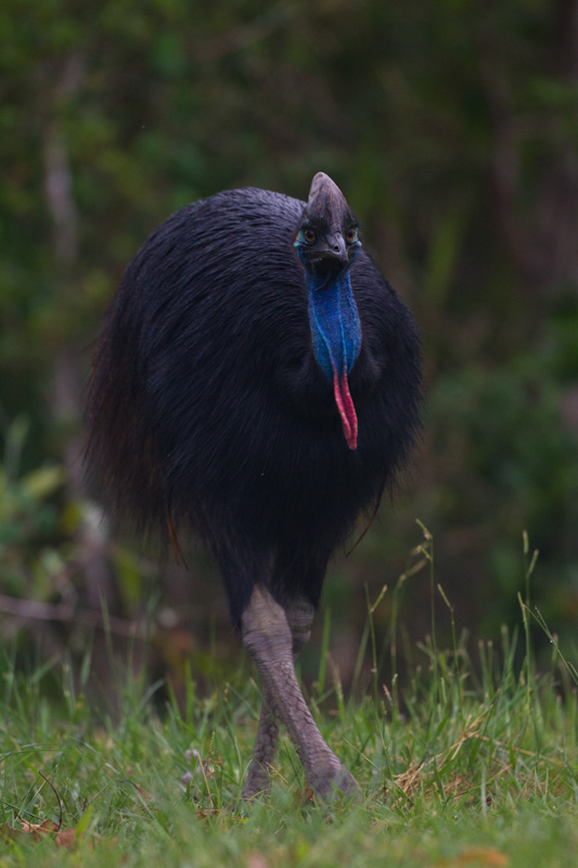 Southern Cassowary