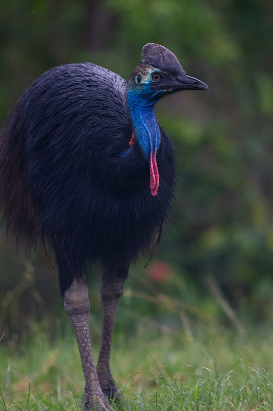 Southern Cassowary