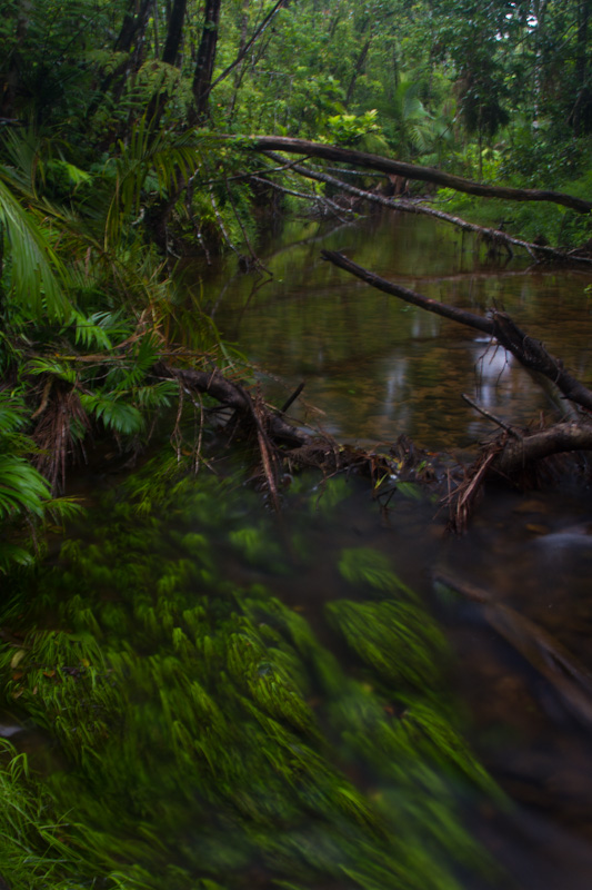 Stream In The Rainforest