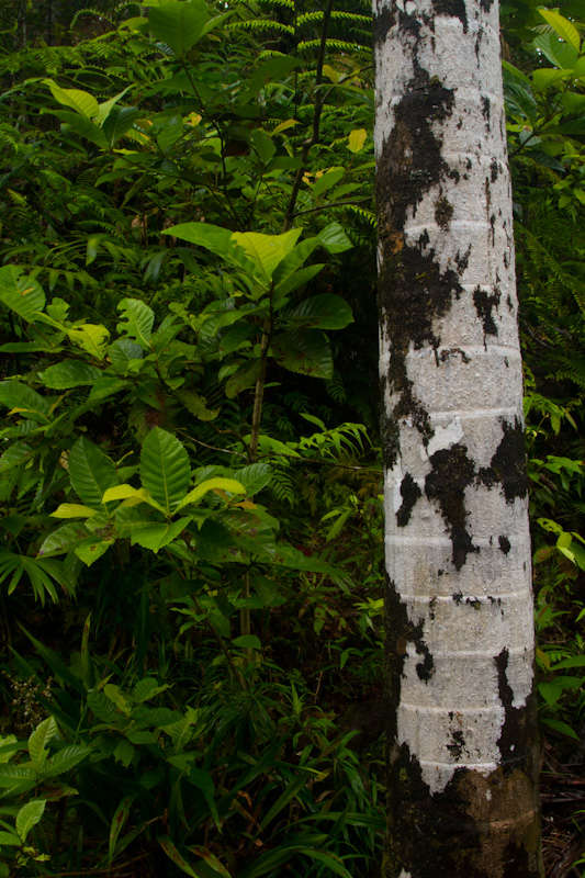 Palm Trunk