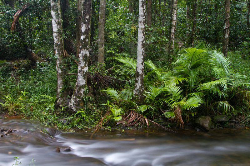 Rainforest Stream