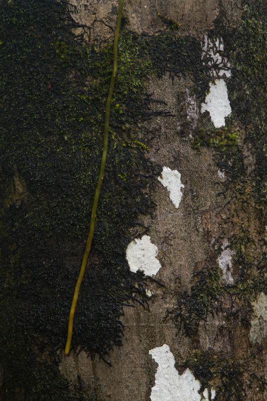 Epiphytes On Tree Trunk