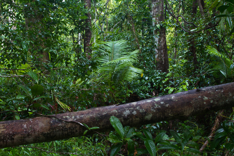 Fallen Tree