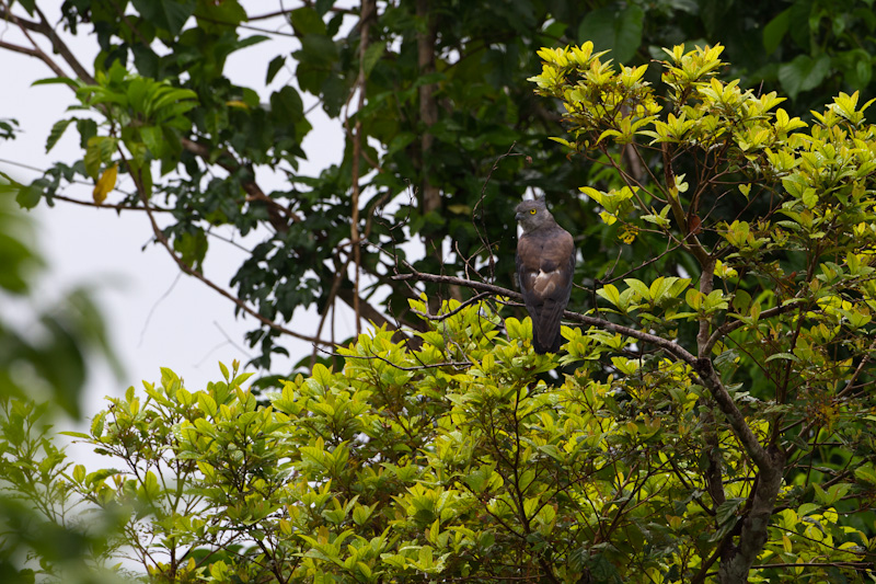 Pacific Baza