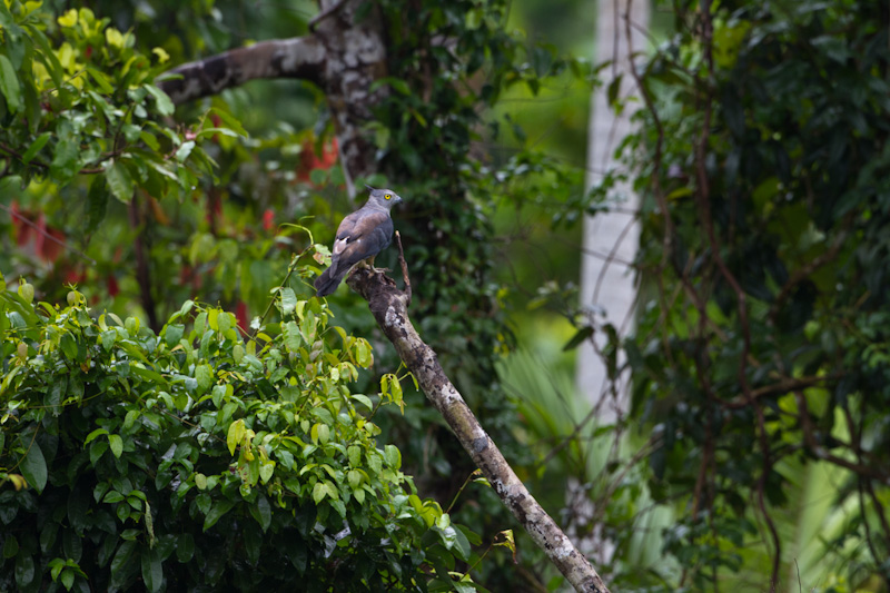 Pacific Baza